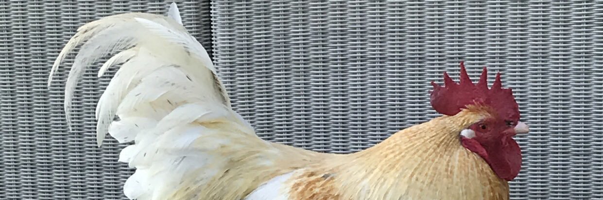 mumsqueek's profile banner image