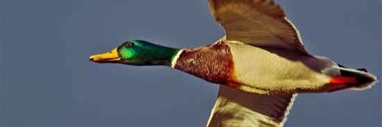 bird4114's profile banner image