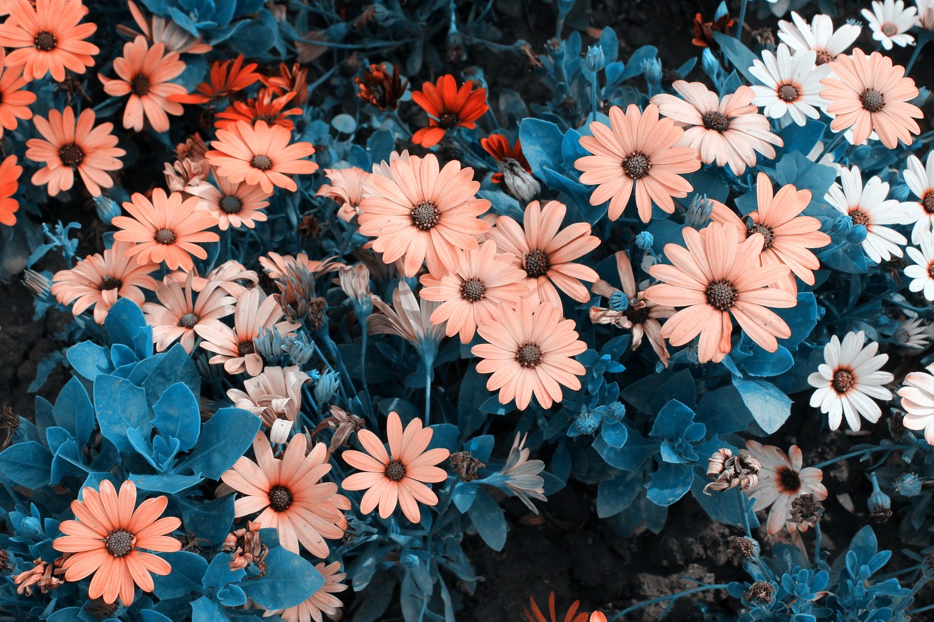 macanena_'s profile banner image