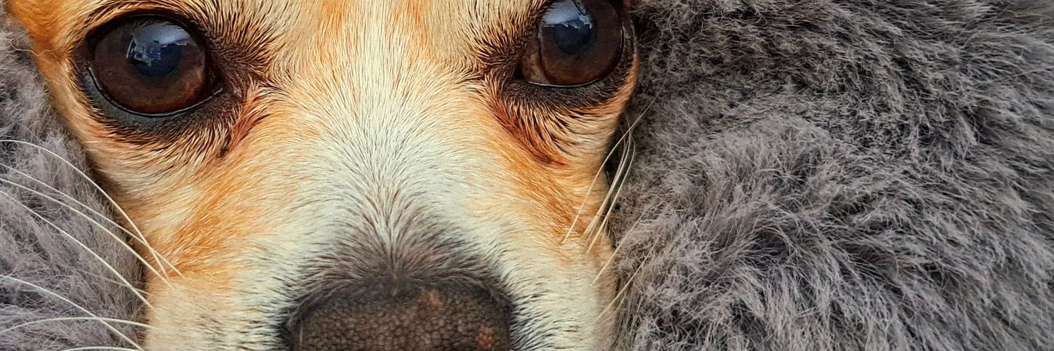 Giovanna Joanne Arseneault banner