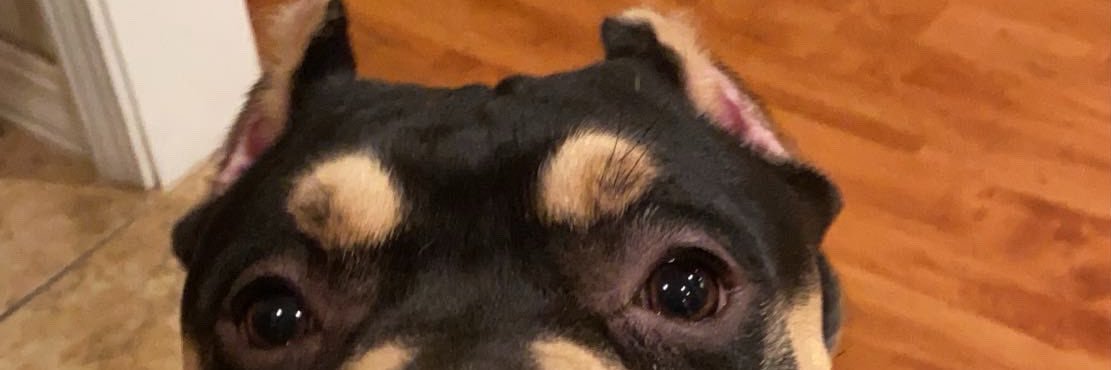JamonJanelJones's profile banner image
