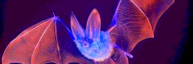 Bat Eats Moth banner