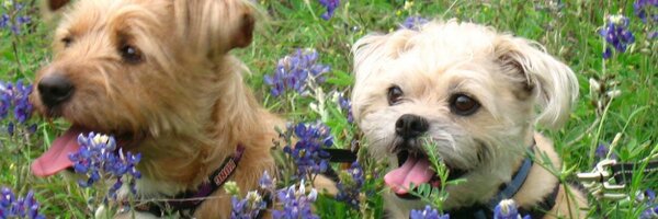 chtippen Profile Banner