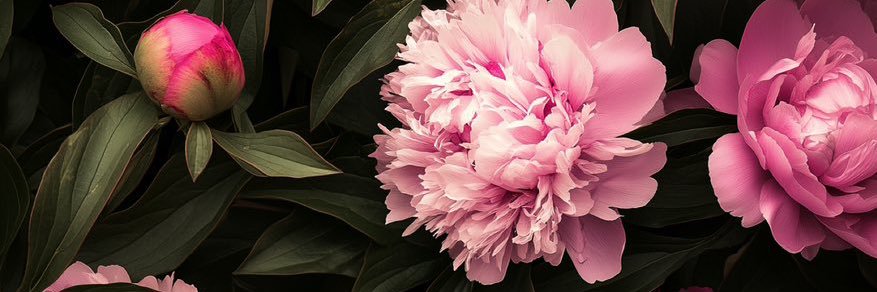 NinouLuna's profile banner image