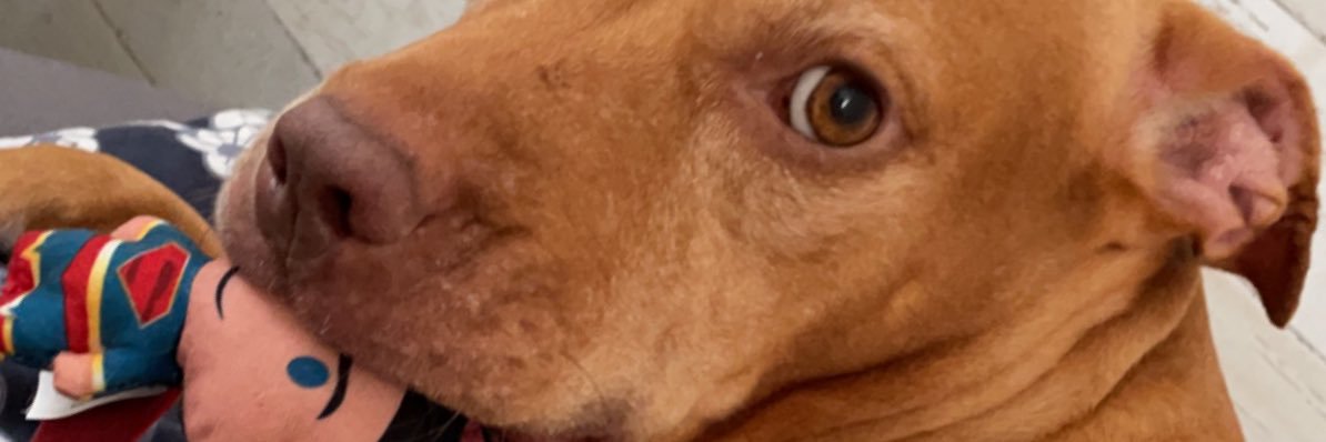 HONKcoin's profile banner image