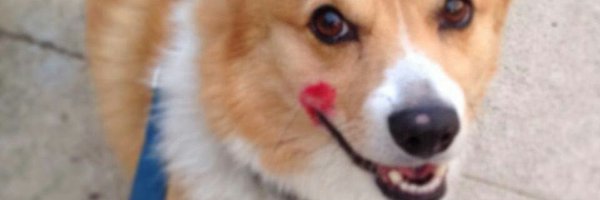 TheDailyCorgi Profile Banner