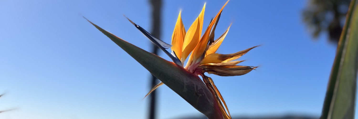 baarolinaa's profile banner image