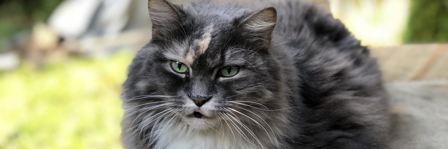scruffbell1's profile banner image