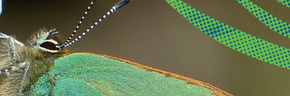 Limerick Environment banner