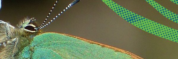 LimerickEnviron Profile Banner