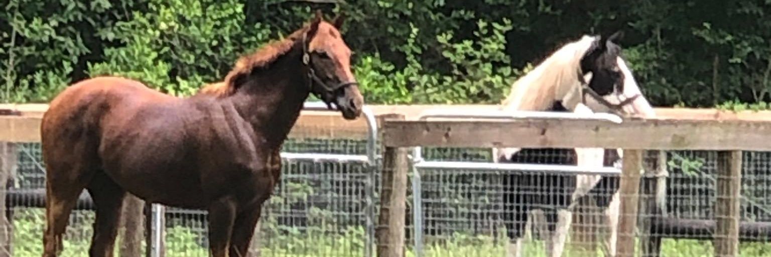 CCF Racing Stable, LLC banner