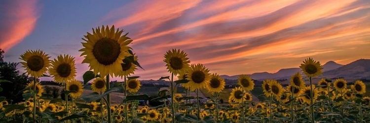 🌻°•🌤♧ ToEi ♧🌤•°🌻 banner