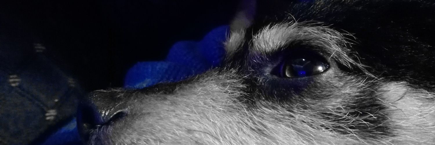 leviteox's profile banner image