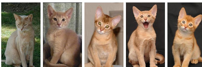 parsnipcat's profile banner image