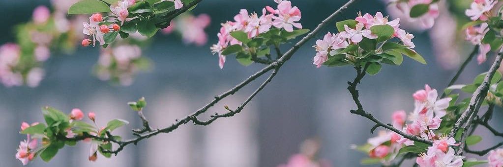 Amal_AS8's profile banner image