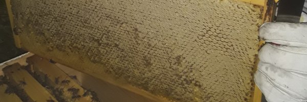 ObserverNotes Profile Banner