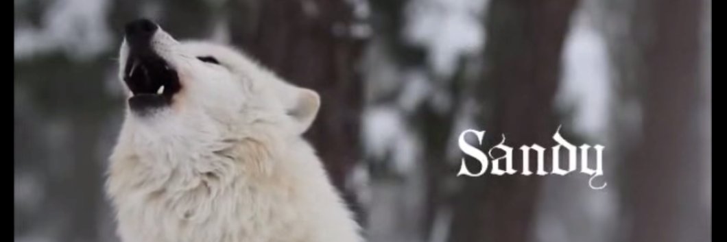 singsandyy's profile banner image