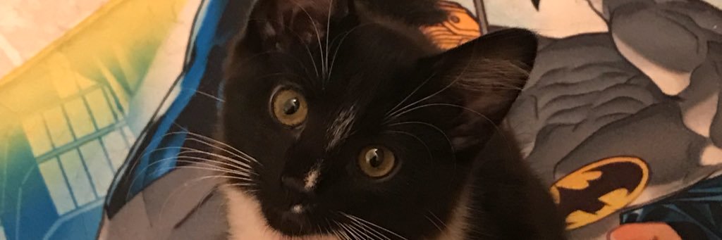 Herdfanbml's profile banner image