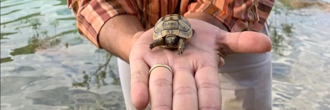 turtleslardan's profile banner image
