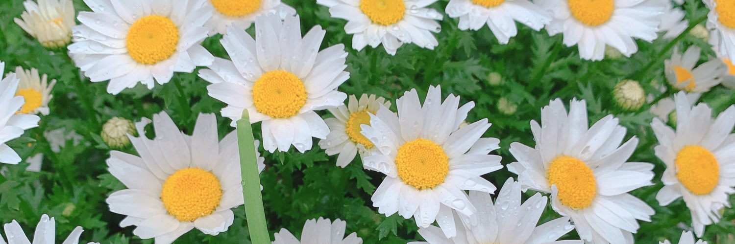 523Atsuko's profile banner image