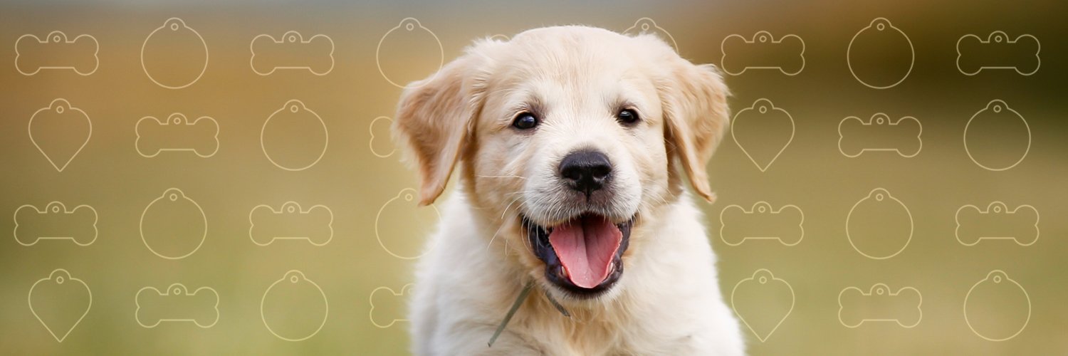 PetchaDogs's profile banner image
