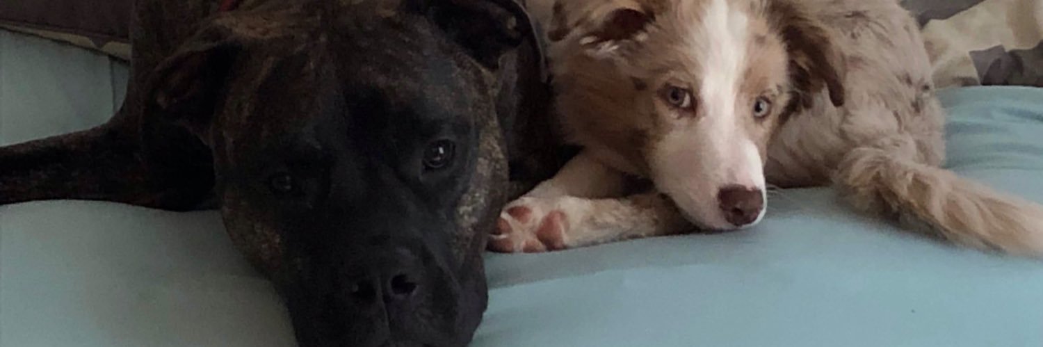 oldmebella's profile banner image