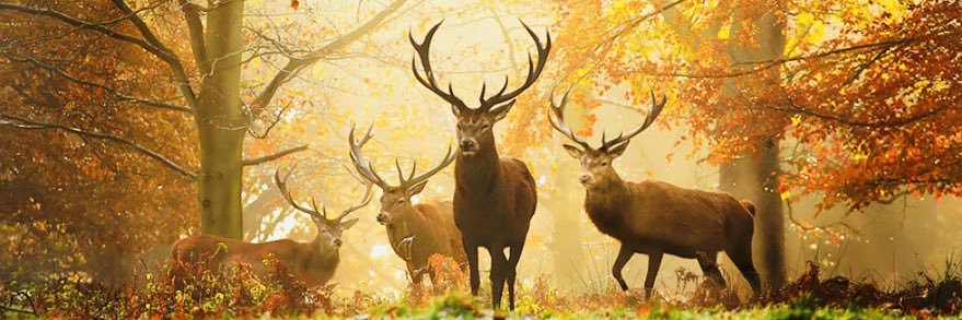 Anna M. M. Charlton banner