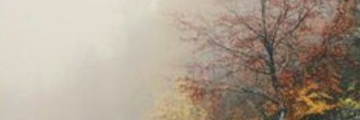 albert_opm's profile banner image