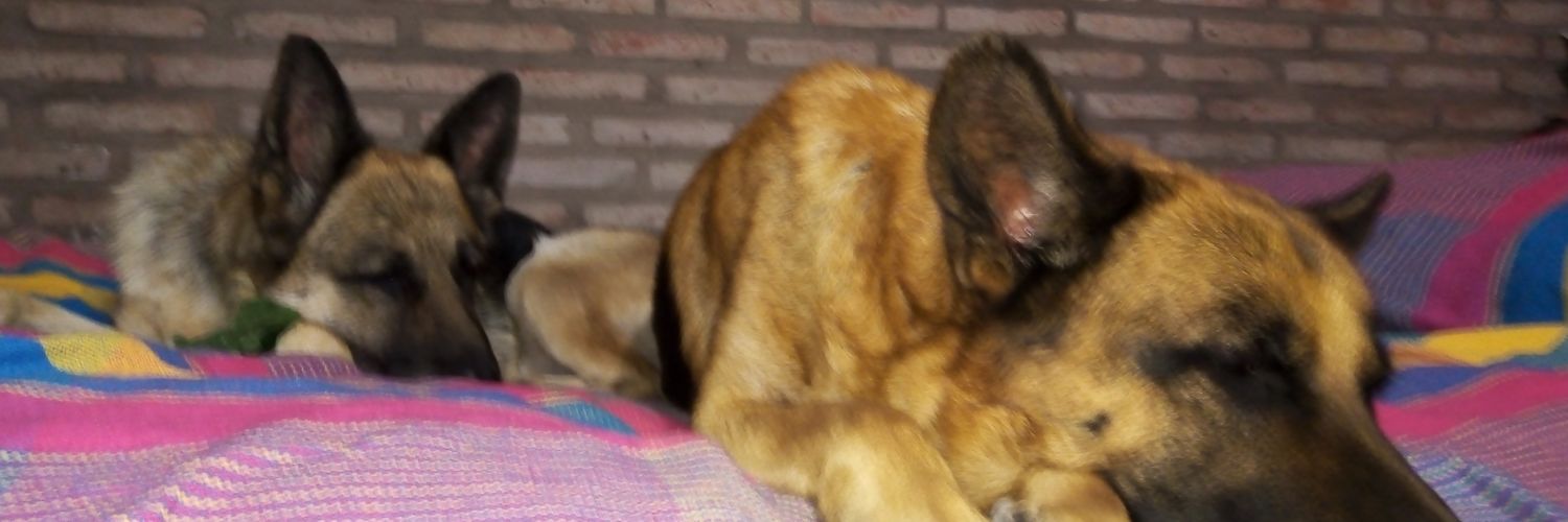 ceccichavez's profile banner image