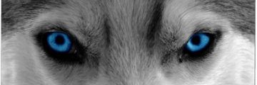 kimpoypi's profile banner image