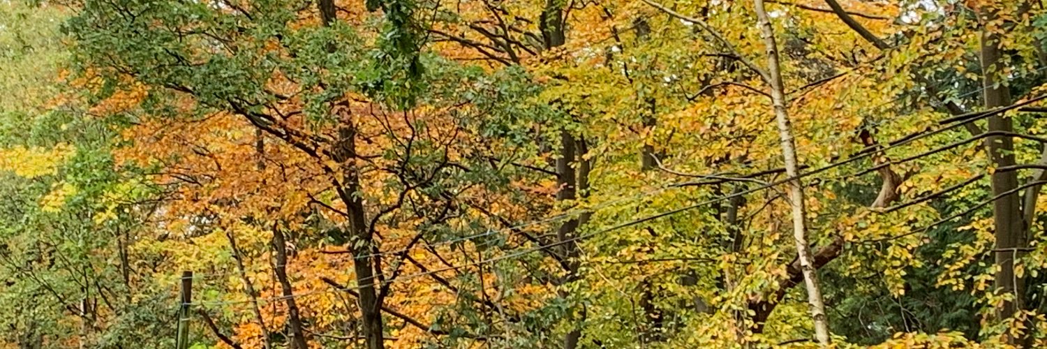 Treutle1's profile banner image