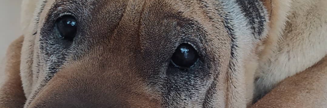 xcotal's profile banner image