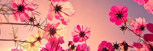M_Chocolaat's profile banner image