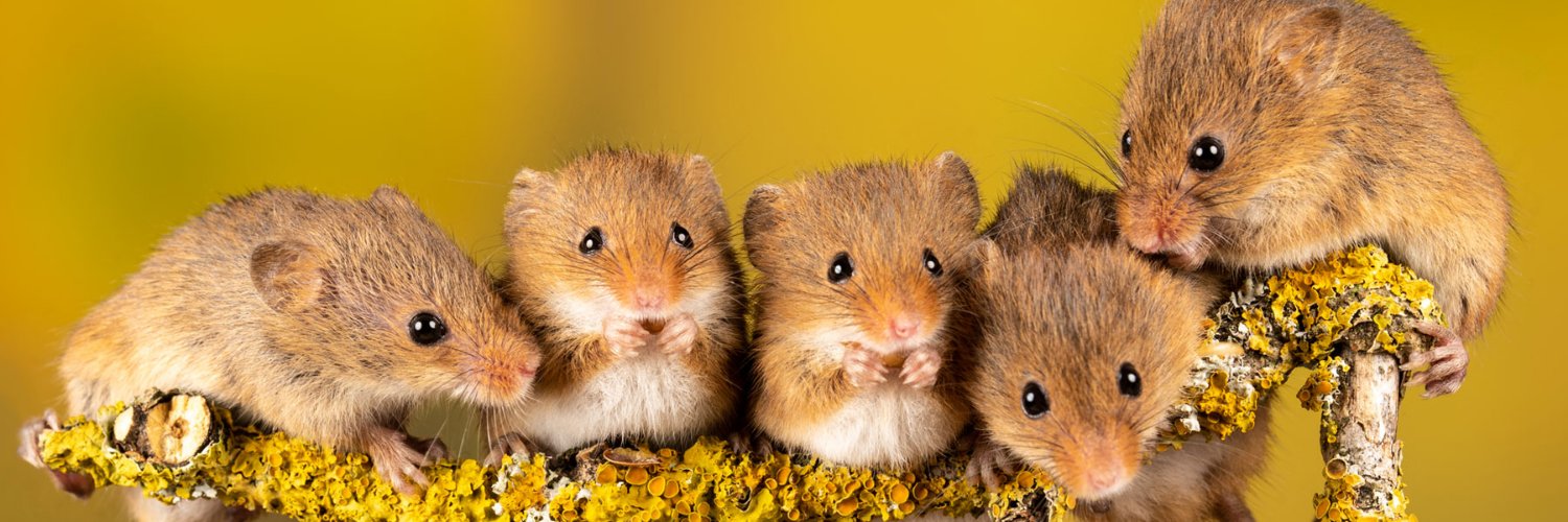 DThybert's profile banner image