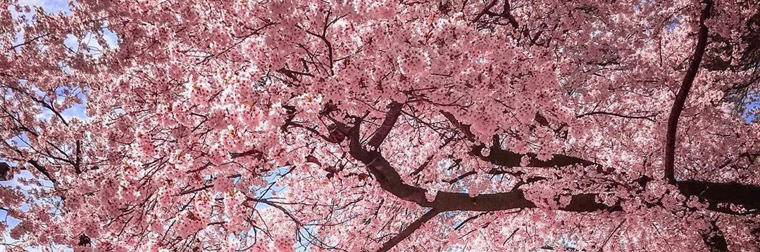 cyn_julia95's profile banner image