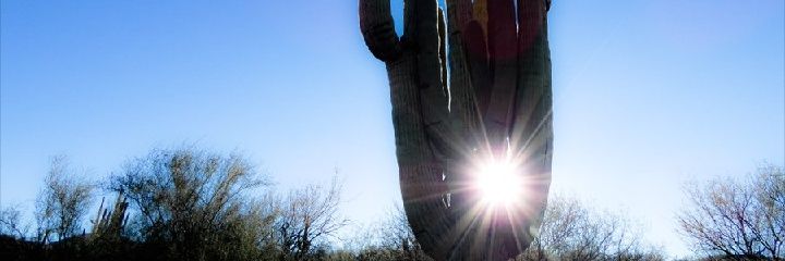 ASaguaroCactus's profile banner image