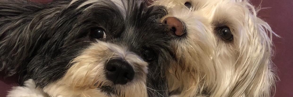 GaBiiHed's profile banner image
