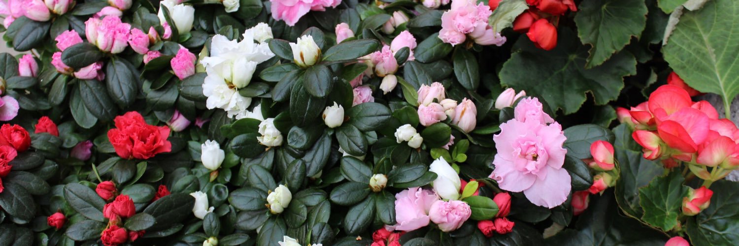 ava_lately's profile banner image