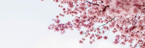 roughandcute's profile banner image