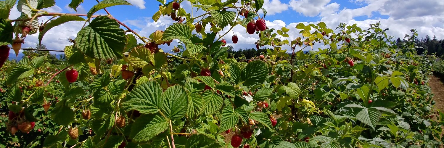 bcraspberries's profile banner image