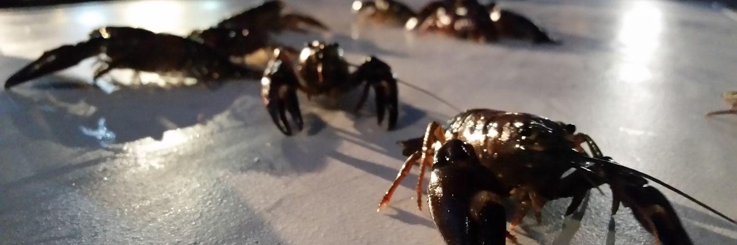 TualCrawfishFes's profile banner image