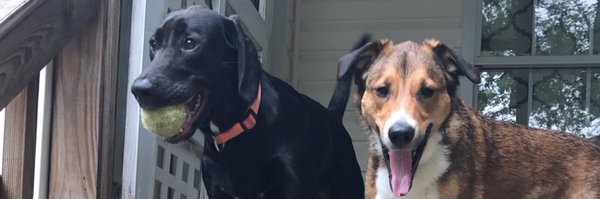 debra_dyer Profile Banner