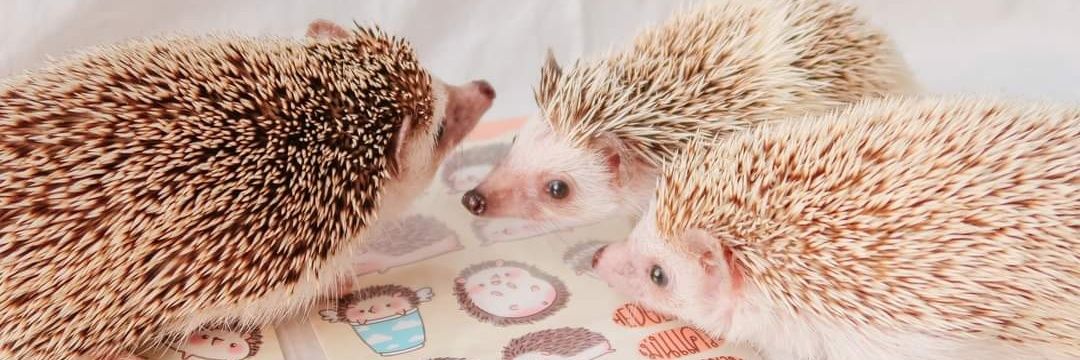 /ᐠ._. ྀིマ เป็ดแป้กฟหกด่าสว. banner