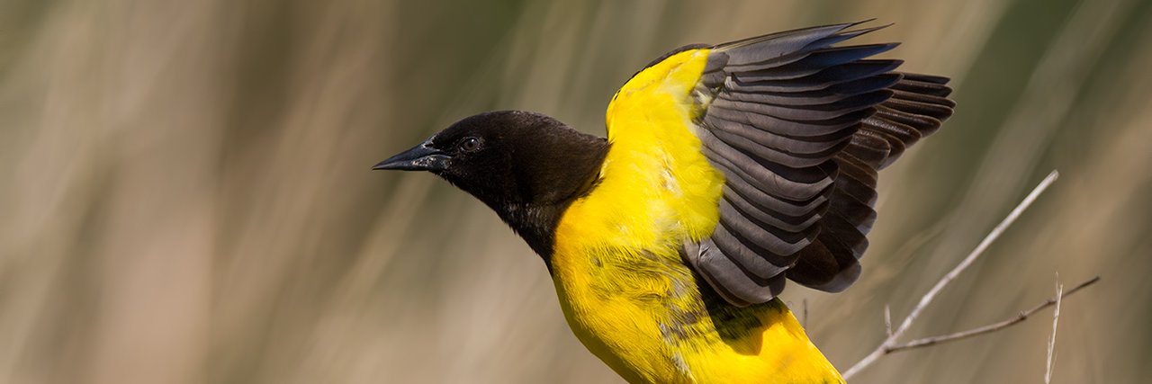 CONAGOPARE Pichincha banner