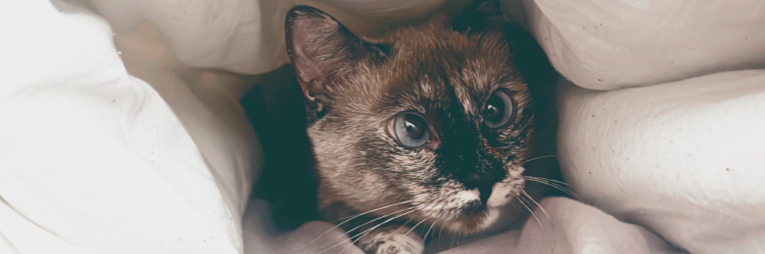 laragmartin's profile banner image