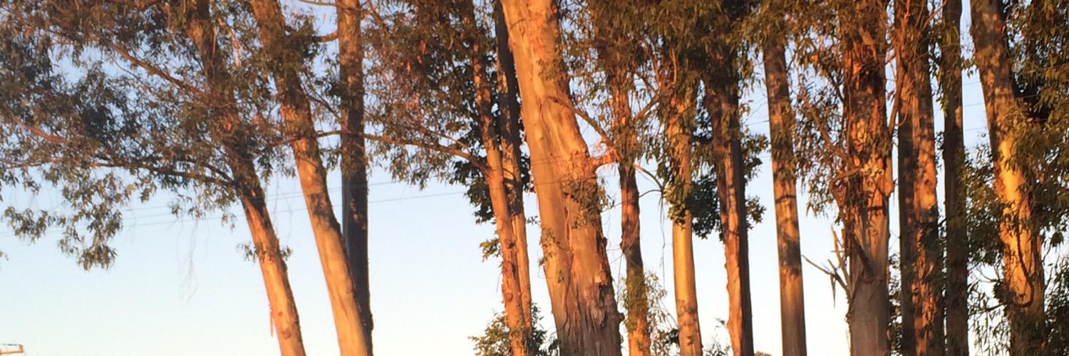 dlrjacobs's profile banner image