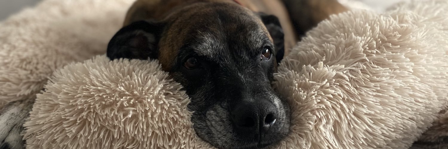 FrancineBoston's profile banner image