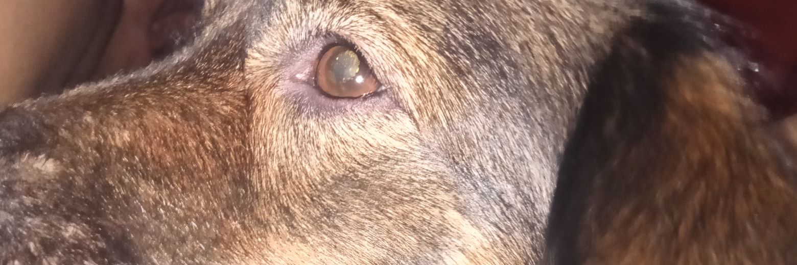 piaparas_'s profile banner image