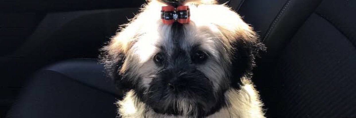 Tall McCartney 🤫🤫🤫 banner