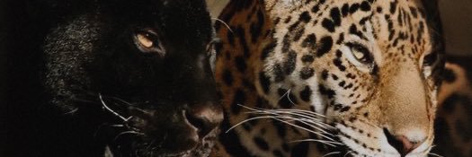 KB ♡ banner